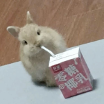 ᴛʜᴇ ʙᴜɴɴʏ ᴛᴇᴀᴍ