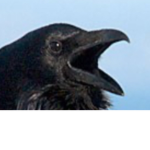 Corvid productions