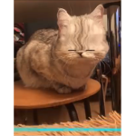 No lol spy cats