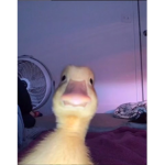 Ducky place!