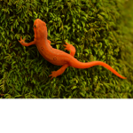 Newt masters