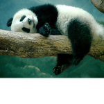 Pandas Of the Wild