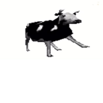 rusty musty cows