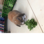 My bunny fan club