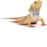 Lurking Lizards