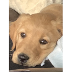 Charlie dogggggg
