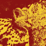 Servalist Front