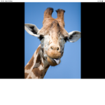 Lazy giraffe squad