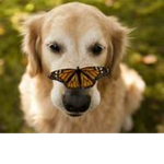The Pup Society