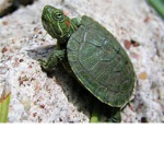 turtle squad:):):):)