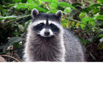#Raccoon Squad.