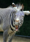 Zebras are funny