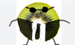Kiwi business club