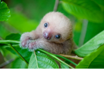 Slothssssss