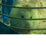 THE PLACE OF THE HAMSTERS