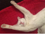 ~ Kitty Power! ~
