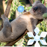 koala masters