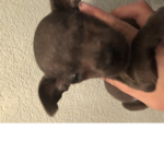 The cute puppies army