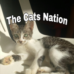 The Cats Nation!!