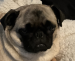 Pugs best