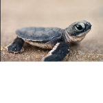Turtle group were all friends