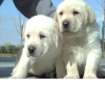 Puppy Fam!