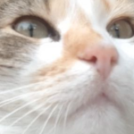 Team CATS Forever :3