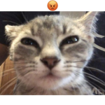 swag cat pro