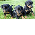The fearless Doberman’s
