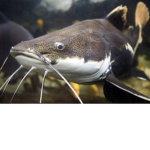 CATFISH TIME