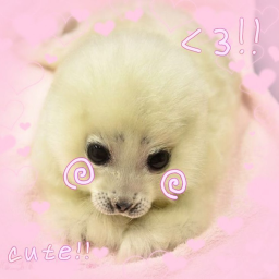 .ᐟ🫧🎀🦭