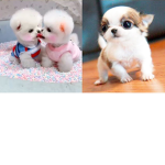 Dogs Club woof woof