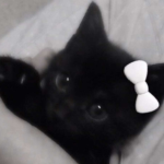 -cat