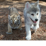 Wolf and tiger group
