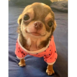 Chihuahua the best