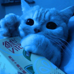 #catty