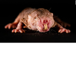 THE RATS UPON THE WORLD