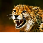 Cheetah ©