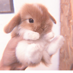 My bunny