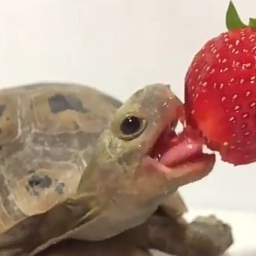🐢