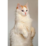 AtlasMeow Productions