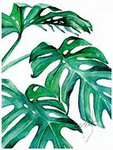 ~ Tropical Tribe ~