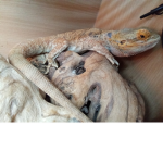 The lizard pack
