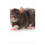 Nuuuuuuub poooop rat club