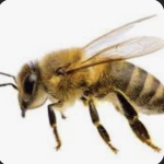 Bzzzzz Studios