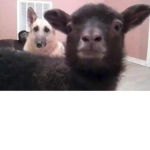 Goats vs Ponies Vs Spitting Llamas Vs Cows Vs Unic