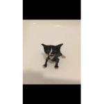 -- Cʜɪᴄᴋᴇɴ Nᴜɢɢᴇᴛ Aʀᴍʏ --