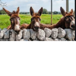 Donkey Crew.
