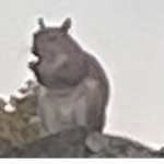 Squirrel 2.0