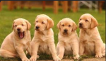 Hoilday puppys